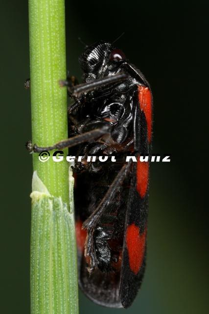 Cercopis vulnerata  Gemeine Blutzikade M7 2