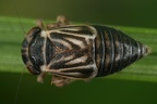 Agallia brachyptera  Streifen-Dickkopfzikade M17 2