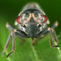 Indiagallia limbata  Norische Dickkopfzikade M5 2