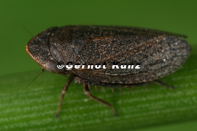 Anoscopus_albifrons__Braune_Erdzikade_W12_2.jpg