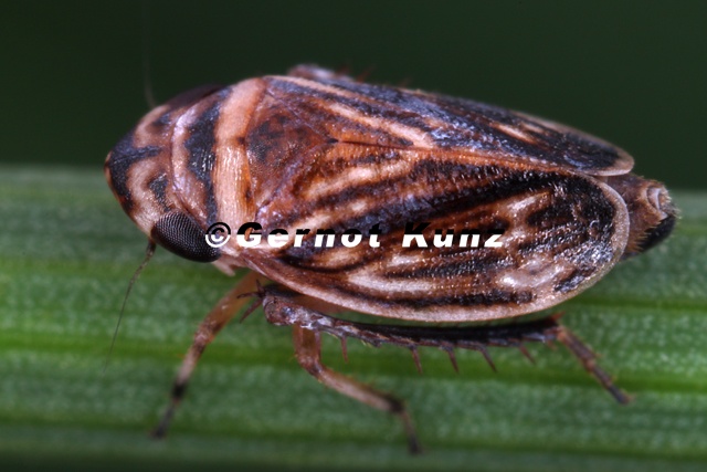 Anoscopus_flavostriatus__Streifen-Erdzikade_M3_2.jpg