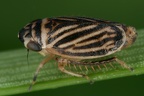 Aphrodinae  (Erdzikaden)
