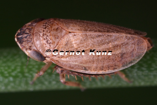 Anoscopus_flavostriatus__Streifen-Erdzikade_W1_2_003.jpg