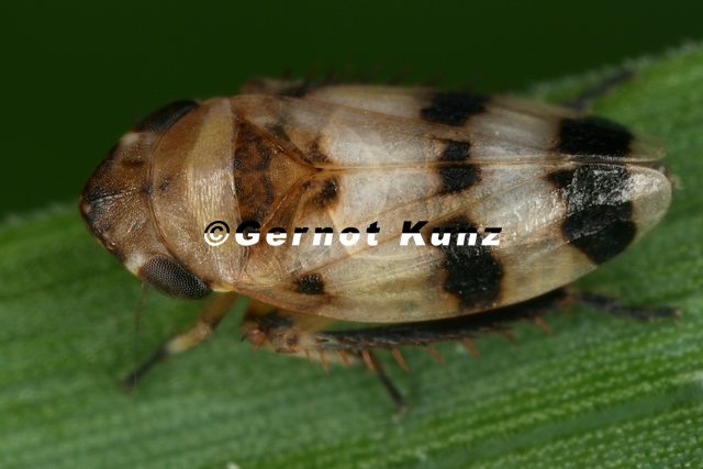 Anoscopus_serratulae__Rasen-Erdzikade_M1_2.jpg