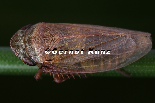 Aphrodes_aestuarina__K__sten-Erdzikade_M2_2v.jpg
