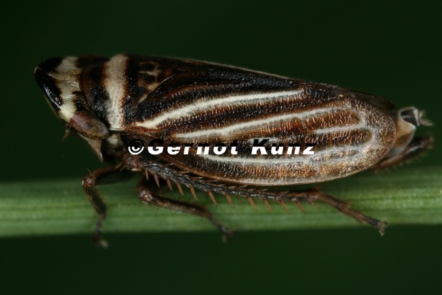 Aphrodes diminuta  Kleine Erdzikade M6 2