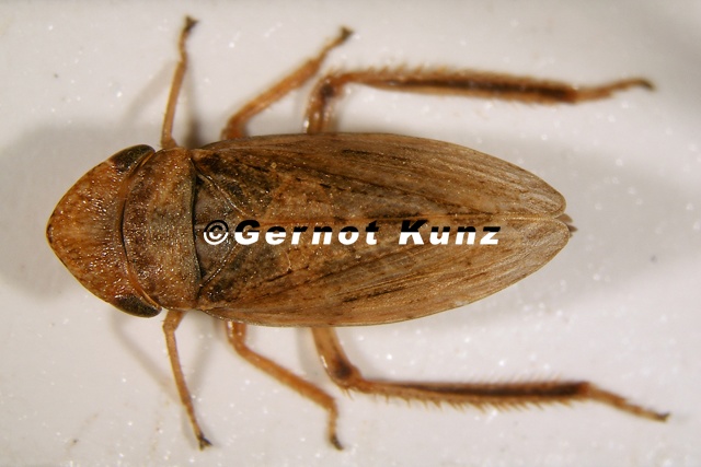 Aphrodes diminuta  Kleine Erdzikade W2 2v