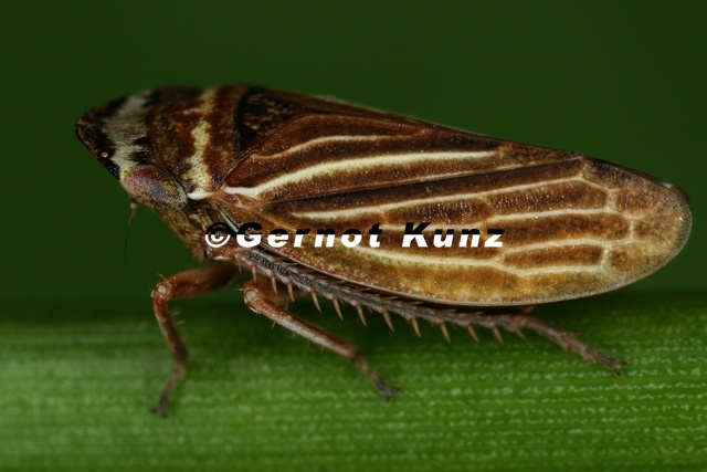 Aphrodes makarovi  Wiesen-Erdzikade M12 2