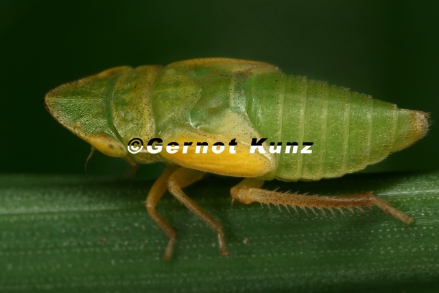 Aphrodes_makarovi__Wiesen-Erdzikade_L8_2.jpg