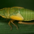 Aphrodes makarovi  Wiesen-Erdzikade L8 2