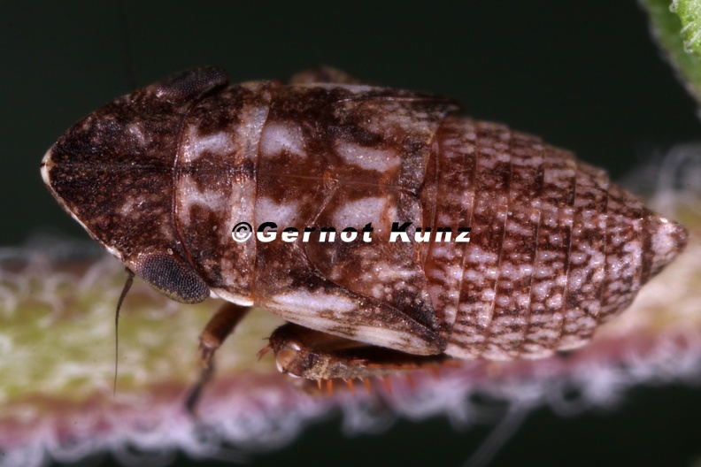 Planaphrodes_trifasciata__Heide-Erdzikade_L1_2v.jpg