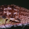 Planaphrodes trifasciata  Heide-Erdzikade L1 2v