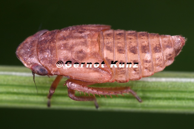 Stroggylocephalus_livens__Moor-Erdzikade_L1_2v.jpg