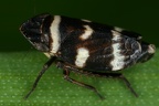 Planaphrodes nigrita  Wald Erdzikade M43 2