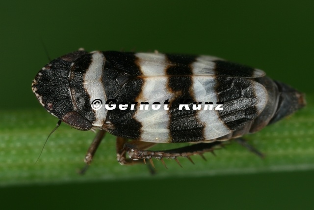 Planaphrodes trifasciata  Heide-Erdzikade M12 2