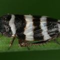 Planaphrodes trifasciata  Heide-Erdzikade M12 2