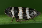 Planaphrodes trifasciata  Heide-Erdzikade M12 2
