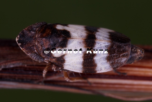 Planaphrodes trifasciata  Heide-Erdzikade M5 2v