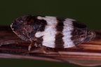 Planaphrodes trifasciata  Heide-Erdzikade M5 2v