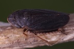 Planaphrodes trifasciata  Heide-Erdzikade W1 2v