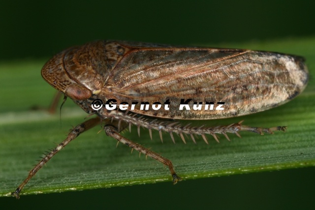 Stroggylocephalus agrestris  Sumpf-Erdzikade M20 2