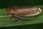 Stroggylocephalus agrestris  Sumpf-Erdzikade M20 2
