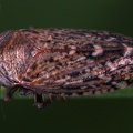 Stroggylocephalus livens  Moor-Erdzikade M2 2v