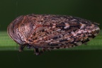 Stroggylocephalus livens  Moor-Erdzikade M2 2v