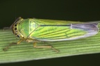 Cicadella lasiocarpae  Sumpf-Schmuckzikade 1 2