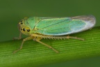 Cicadella viridis  Binsen-Schmuckzikade M1
