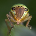 Cicadella lasiocarpae  Sumpf-Schmuckzikade W4 2v