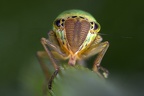 Cicadella lasiocarpae  Sumpf-Schmuckzikade W4 2v