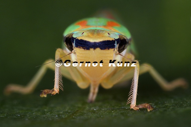 Graphocephala_fennahi__Rhododendronzikade_W3_2v.jpg