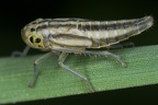 Cicadella viridis  Binsen-Schmuckzikade L1 2