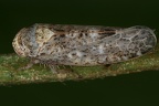 Allygidius atomarius  Ulmen-Baumzirpe W25 2