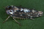 Allygus maculatus  Flecken-Baumzirpe M9 2