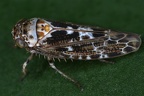 Allygus maculatus  Flecken-Baumzirpe W5 2