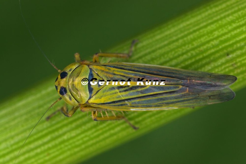 Cicadula_persimilis__Knaulgras-Zirpe_M1_2.jpg
