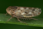 Euscelis incisus  Wiesen-Kleezirpe W21 2