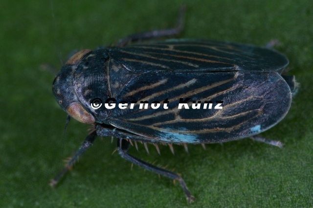 Euscelis_venosus__Eberwurz-Zirpe_M1_2.jpg