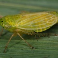 Graphocraerus ventralis  Punktierte Graszirpe W8 1