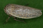 Handianus ignoscus  Geissklee-Zirpe M15 2