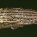 Allygus modestus  Auen-Baumzirpe L1 2