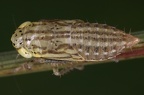 Allygus modestus  Auen-Baumzirpe L1 2