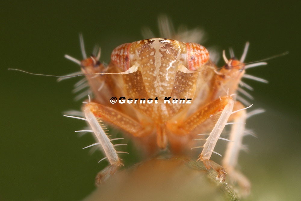 Phlepsius intricatus  Pannonische Felsenzirpe L1 2
