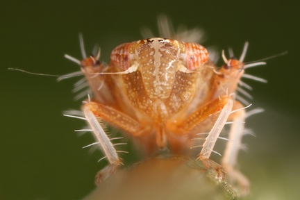 Phlepsius intricatus  Pannonische Felsenzirpe L1 2