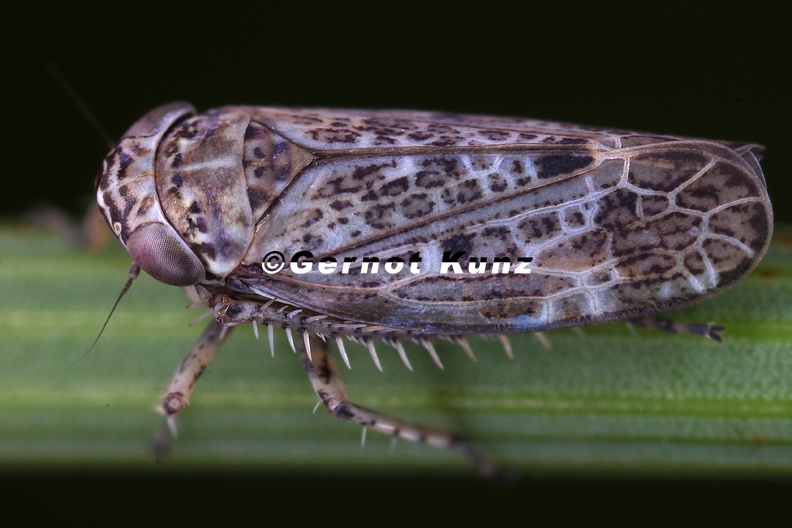 Mimallygus_lacteinervis__Kiesbank-Weidenzirpe_M1_2.jpg