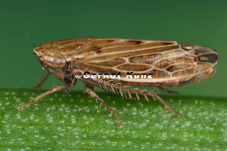 Mocydiopsis_intermedia__Rispen-M_rzzirpe_W1_3.jpg