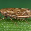 Mocydiopsis intermedia  Rispen-M rzzirpe W1 3