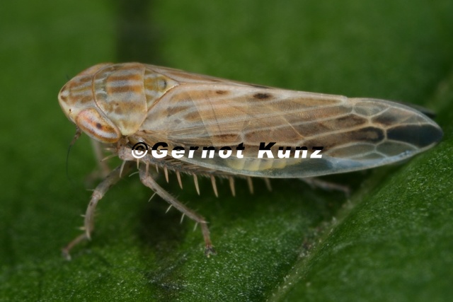Mocydiopsis_longicauda__Triften-M__rzzirpe_M6_2.jpg